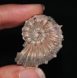 Ammonite Kosmoceras Spimosum Fossil Callovian Jewelry Russia