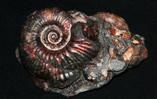 Ammonite Acanthohoplites Pseudotetragonites Nodosohoplites Fossil Russia