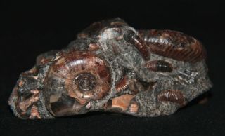 Ammonite Acanthohoplites Pseudotetragonites Nodosohoplites Fossil Russia 2