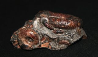 Ammonite Acanthohoplites Pseudotetragonites Nodosohoplites Fossil Russia 3