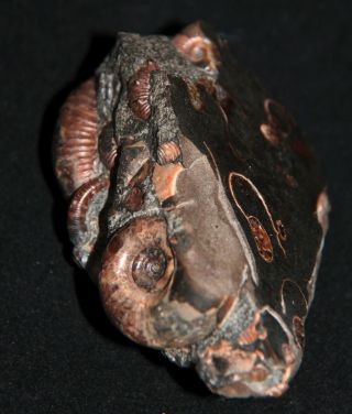 Ammonite Acanthohoplites Pseudotetragonites Nodosohoplites Fossil Russia 5