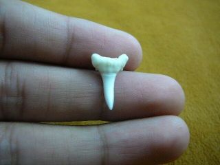 (s746 - 20) 3/4 " Mako Shark Tooth Teeth Necklace Jewelry Gold Or Silver Pendant