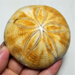 204.  3g Rare Sea Urchin Star Fish Fossil Sand Dollar 19071511