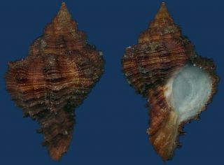Shell Murex Canariensis Seashell