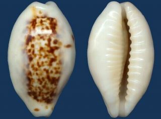 Shell Cypraea Coxeni Seashell