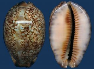 Shell Cypraea Asiatica Empressae Seashell