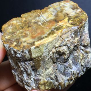 178g Rare Natural Petrified Wood Fossil Crystal Polished Slice Madagascar A7095