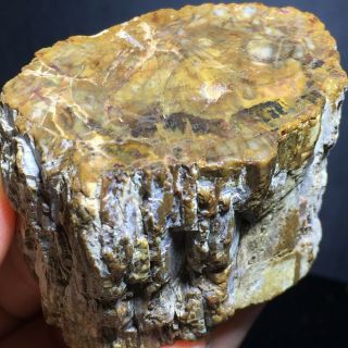 178g Rare Natural Petrified Wood Fossil Crystal Polished Slice Madagascar A7095 2