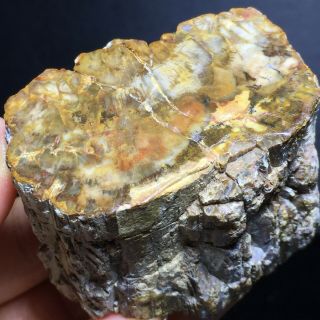 178g Rare Natural Petrified Wood Fossil Crystal Polished Slice Madagascar A7095 3