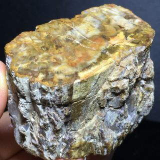 178g Rare Natural Petrified Wood Fossil Crystal Polished Slice Madagascar A7095 4