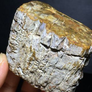 178g Rare Natural Petrified Wood Fossil Crystal Polished Slice Madagascar A7095 5