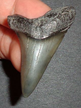 Big 1.  909 " Mako Shark Tooth Fossil From South Carolina W/free Shark Tooth Guide