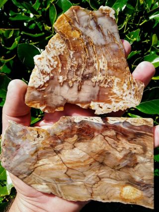 Two (2) Petrified Wood Slabs Agate Owyhee Cow Valley Herringbone Ring End 8.  6oz