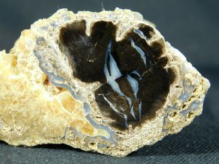 A Polished Blue Forest Petrified Wood Fossil From Wyoming 275gr E