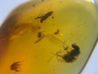 4 Diptera Flies&beetle Burmite Myanmar Burmese Amber Insect Fossil Dinosaur Age
