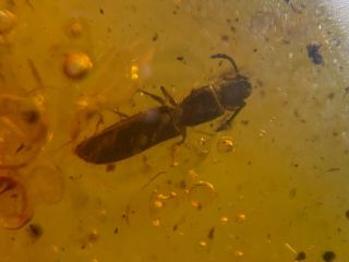 Rare Unknown Beetle Burmite Myanmar Burmese Amber Insect Fossil Dinosaur Age