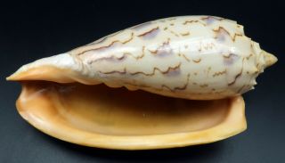Voluta Amoria Hunteri F,  131.  2 Mm Seashell Australia Ig