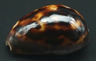 Dwarf Cypraea Zoila Venusta Episema F,  /f,  42.  4 Mm Australia Cowrie Seashell