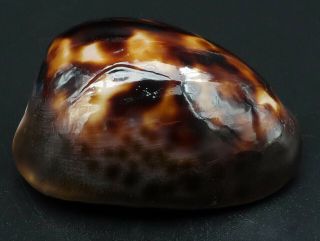 Dwarf Cypraea Zoila venusta episema F,  /F,  42.  4 mm Australia cowrie seashell 2