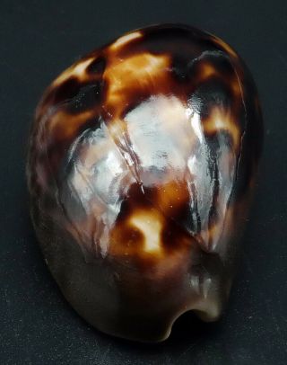 Dwarf Cypraea Zoila venusta episema F,  /F,  42.  4 mm Australia cowrie seashell 4