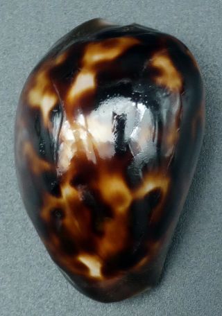Dwarf Cypraea Zoila venusta episema F,  /F,  42.  4 mm Australia cowrie seashell 5