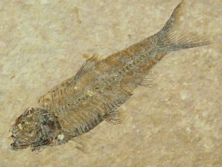 A Small 100 Natural 50 Million Year Old Aaa Fossil Fish From Wyoming 88.  5gr E