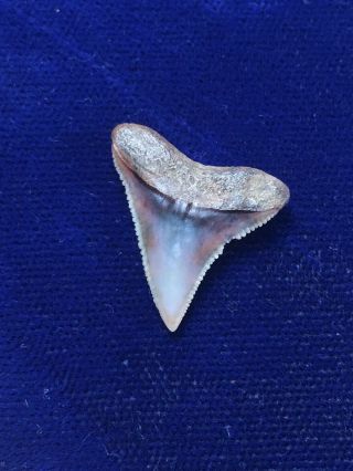 Gorgeous Carcharhinus Plumbeus Fossil Sandbar Shark Tooth Peru