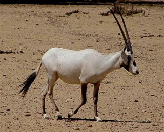 Shofar Oryx Horn 60 - 70 Cm (24 - 28 inches) 5