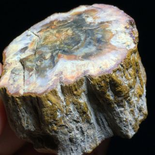 141g Rare Natural Petrified Wood Fossil Crystal Polished Slice Madagascar A7735
