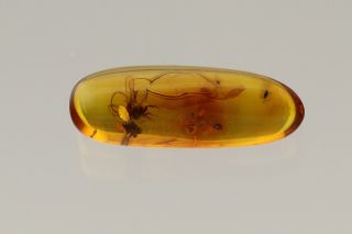 Swarm 3 Scuttle Flies Phoridae Fossil Inclusion Baltic Amber F161108 - 2