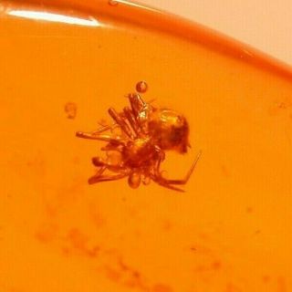 Spider In Authentic Dominican Amber Fossil Gemstone