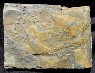 Uncommon Perenopsis Bonnerensis Trilobite Fossil