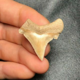 Sharp 1.  17 " Angustidens Shark Tooth Teeth Fossil Sharks Necklace Megalodon