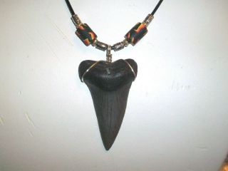 Very Cool 1 7/8 " Mako Shark Tooth Necklace On Right Now