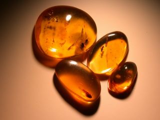 4 Piece Group Of Burmite Amber Fossils With Variety Of Insects From Dinosaur Age