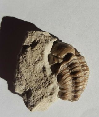 Kainops Invius Devonian Trilobite Fossil From Oklahoma