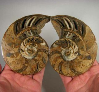 5 " Split Nautilus Polished Fossil Shell Pair - Madagascar - 1.  9 Lbs.