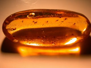 Rare Swarm Of Over 20 Biting Flies In Authentic Dominican Amber Fossil Gem