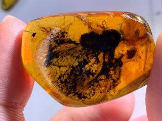 6g big unknown fly bug Burmite Myanmar Burmese Amber insect fossil dinosaur age 2