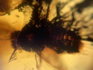 6g big unknown fly bug Burmite Myanmar Burmese Amber insect fossil dinosaur age 5