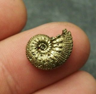 16mm Kosmoceras Ammonite Pyrite Fossils Ryazan Russia Fossilien Pendant