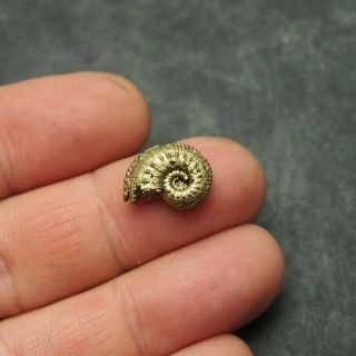 16mm Kosmoceras Ammonite Pyrite Fossils Ryazan Russia Fossilien Pendant 2