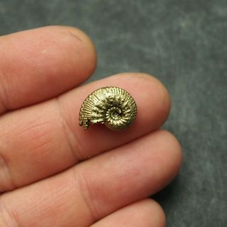 16mm Kosmoceras Ammonite Pyrite Fossils Ryazan Russia Fossilien Pendant 3