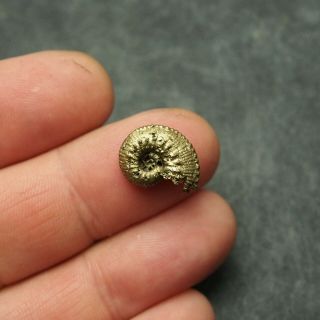 16mm Kosmoceras Ammonite Pyrite Fossils Ryazan Russia Fossilien Pendant 4