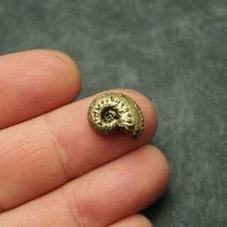 16mm Kosmoceras Ammonite Pyrite Fossils Ryazan Russia Fossilien Pendant 5