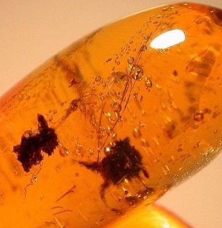 Rare Mammal Hair With Insect In Burmite Amber Fossil From Dinosaur Age
