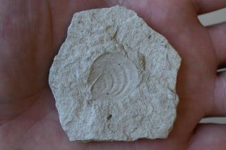 Fossil Mud Pecten Delectopecten Miocene Matrix Chalk Hill Peska California Rare