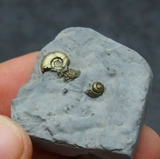 Rare Alocolytoceras Ammonite Gastropode Fossil Natural Pyrite Jurassic
