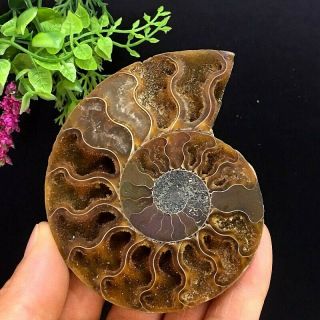 123g Natural A Ammonite Ancient Fossils Slice Nautilus Jade Shell,  Stand 3