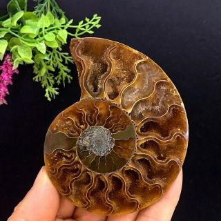 123g Natural A Ammonite Ancient Fossils Slice Nautilus Jade Shell,  Stand 4